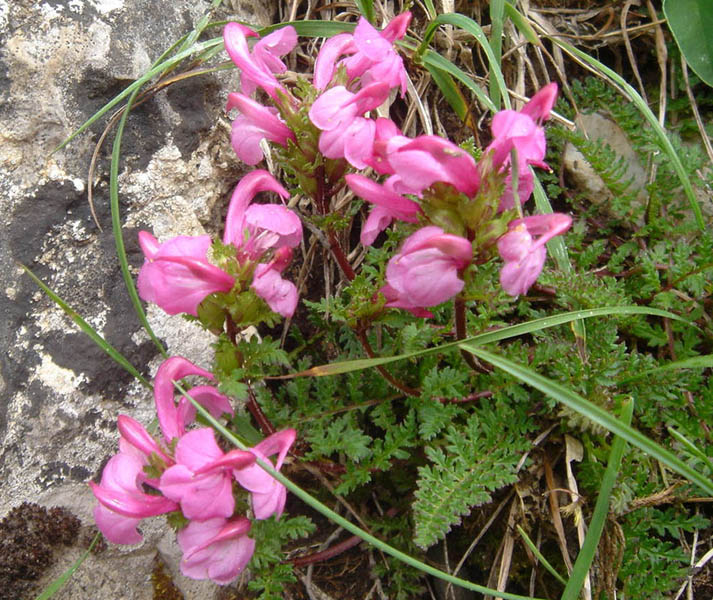 Pedicularis pyrenaica photo